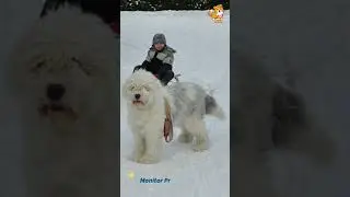 Monitor | S1990 #cute #cutedog #dog #cutedog #dogs #cute #shorts #youtubeshorts #tiktok #puppy #pet