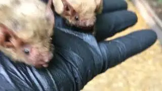 Bat smacks. And the weaning process.