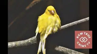 Can you whistle for your canary? #strangelaws #dumblaws #weirdlaws #berkeley #california