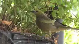 Tangara o azulejo Palmero en Casanare
