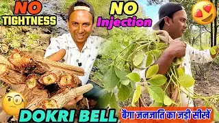 Baiga Tribal Herb 🌿 | Natural Healing Power | घाव को तेजी से भरने वाली Rare जड़ी-बूटी 🌾|