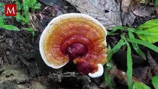 Ganoderma