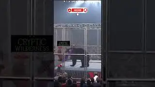 Funny Moment: Brown Bear Tries to Enter Wrestling Match