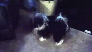 THE MOST GENTLE BREED : THE HAVANESE