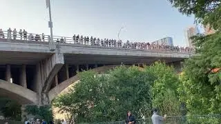 Austin Bat Fest 2023