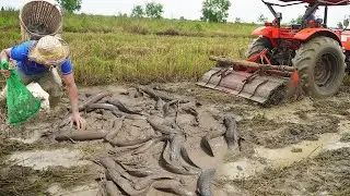 Best Fishing in Dry Season End 2020 - Technique Simple Catching Catfish & Copper Snkaehead fish