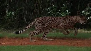 Cheetah Run with Qi 08 29 2024   Made with Clipchamp