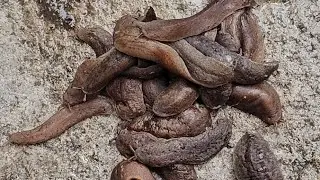 Worms like slug-snail | one giant worm-slug and many small black worms-slug