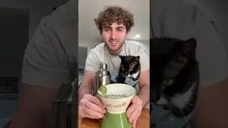 Вам нужно попробовать это со своей кошкой&hellip;