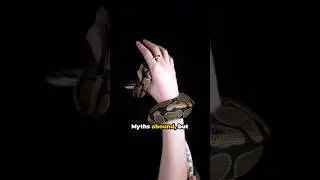 🐍 Snake Myths DEBUNKED: The Shocking Truth About Snakes! ⚡️