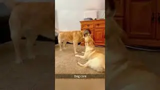 #DogsBeingFunny#DogChallenge