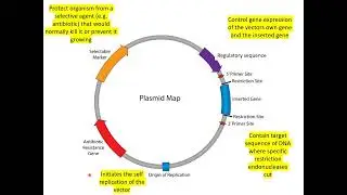 6 - Genetic control of metabolism