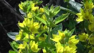 Schenkelbiene Macropis und Schmuckbiene Epeoloides coecutiens
