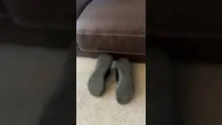 #catsruletheworld
