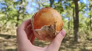 &iexcl;No paran de brotar! &iquest;Es Infinito? Amanita Caesarea 🍄🍄 La REINA de las SETAS 🍄🍄 1/2