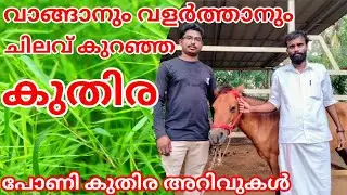 പോണി കുതിരകളുടെ മുഴവൻ വിവരങ്ങളും | Pony horse for sale in kerala | Farming  Malayalam by Dinesh.