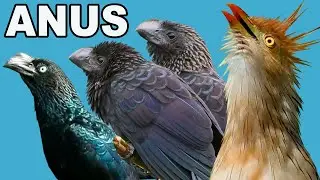 ANUS do BRASIL (ESPÉCIES) | ANU-COROCA, ANU-PRETO, ANU-BRANCO – CANTO DO ANU [ANU] | CANAL AVES