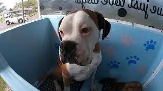 VIPooch - Fun Day Washing Dogs