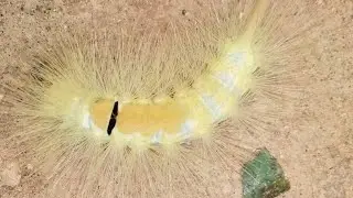 Members of order lepidoptera, class insecta,phylum Arthropoda#entomology