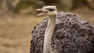 Ostrich Bird | Struthio camelus