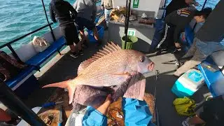 Is it Worth Going on Fishing Charter? Got Few Nice Snappers