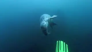 Diving with seals at Farne Islands with ScotSAC