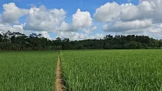 Dijual sawah produktif murah harga 38 rb perM2 luas 12.000 M² legalitas Sppt siap naik Ajb atau SHM