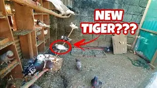 *NEW* Off Color Pigeon from Pet Store