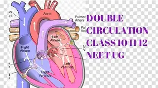 Double circulation 
