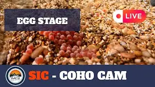 SIC - LIVE Coho Cam