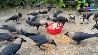 Most Beautiful Crow Video - Clear crystal Crow bird crowing sounds | Angry kauwa ki awaaz &alpha;104