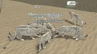A maior tropa de LEOPARDO! no Savannah Life ROBLOX