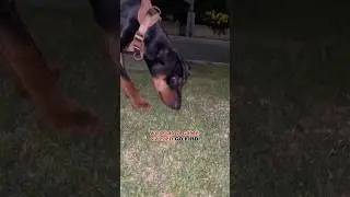 #workingbreed #workingbreedtraining #germanpinscher #animalowner #dogtraining #dogtrainingtips