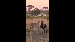 Greyhound vs Cheetah  The Ultimate Speed Showdown