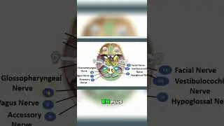 Nerf Vague: Anatomie du Foramen Jugulaire & Plexus Coeliaque