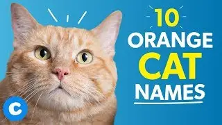 10 Orange Cat Names | Chewy