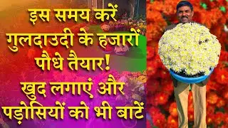 इस समय करें गुलदाउदी के हजारों पौधे तयार खुद लगाएं और पड़ोसियों को भी बांटें |Time to Grow Guldaudi🌸💐