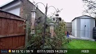 Sparrows Feeding, Autumn 2025 part 3
