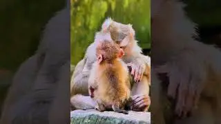 Adorable Baby Leo Daily Wildlife Monkey #Rainbow #Leo #Lucie #Libby