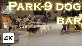 Park-9 Dog Bar Boston 4K HDR | Dog-Friendly Beer Bar & Patio