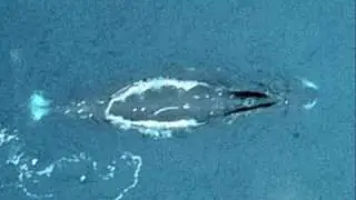 Bowhead Whale Song