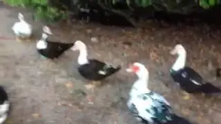 The Running Ducks 2 by Ralph Jaguar