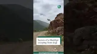 Scenes of a Markhor escaping from hunting dogs in Gilgit Baltistan