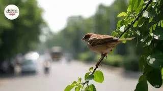 Sparrow Finds Peace in Bustling Delhi | Talking Bird [Short Clip] #sparow #savesparrows #delhi