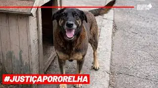 N&atilde;o vamos parar at&eacute; termos #Justi&ccedil;aPorOrelha 🤜🚨