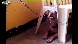 Lustige Hunde hassen zu baden  Hunde m&ouml;gen nicht Baden Compilation 2014 m&ouml;chte nicht