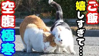 極寒 空腹でも猫パンチ炸裂 ご飯が嬉しすぎた猫の反応がこちらです さくらねこたちへのエサやり【視聴だけでも猫を助けることになります】支援者様 視聴者様 猫たちに神のご加護を！野良猫の感動猫動画
