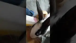 Tea Lover Ruby Rabbit❤️