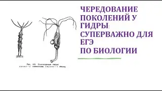 18. Чередование поколений у гидры: суперважно для ЕГЭ по биологии