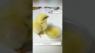 This couple found a chick in a stack of egg trays and  then adopted it #animalshorts
